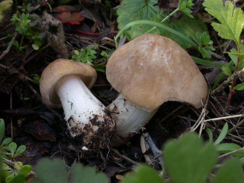 Piccola escursione (Calocybe gambosa)